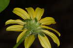 Smooth oxeye